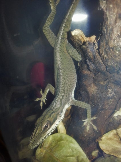 blog_2013_08_26_anolis