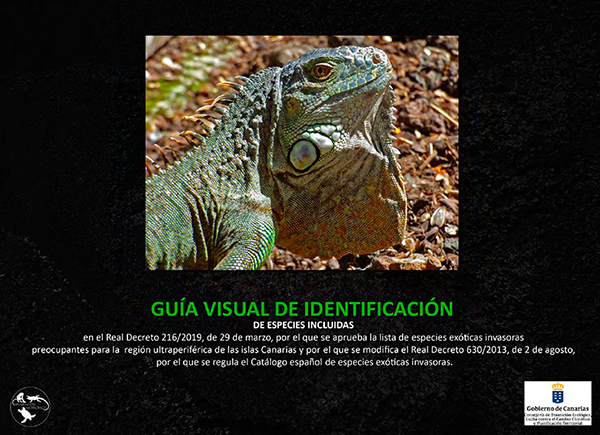 gua identificacin eei