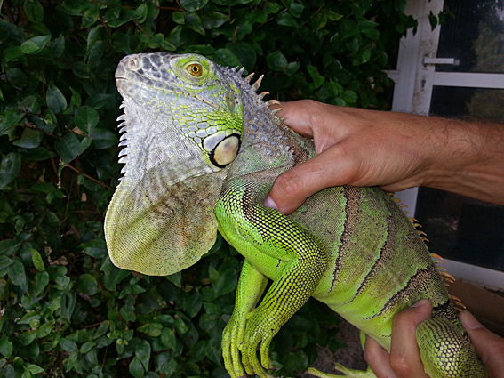 blog_2013_08_26_iguana