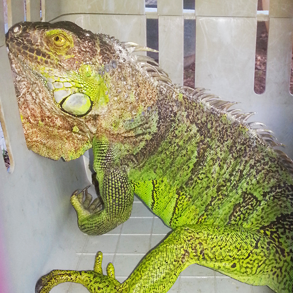 blog_2013_10_03_iguana