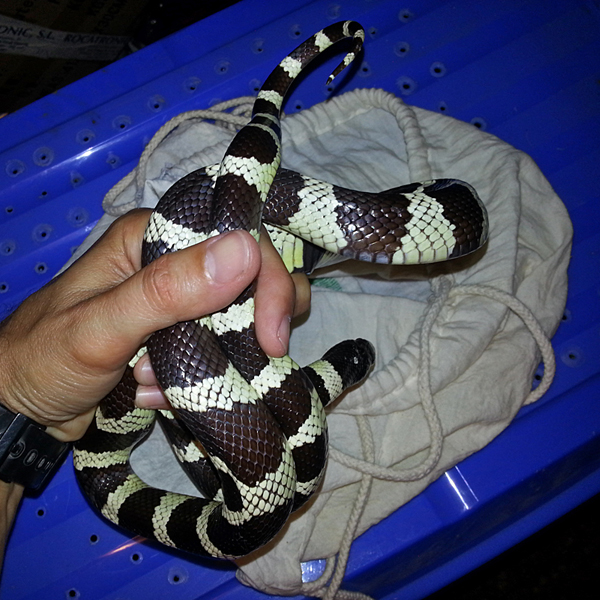 blog_2013_07_19_lampropeltis2