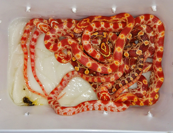 blog_2014_03_28_pantherophis8nov2013