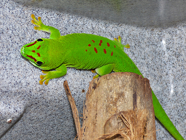 blog_2014_03_28_phelsuma8nov2013