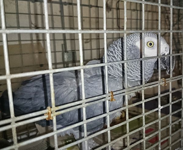 blog_2014_03_28_psittacus17mar2014