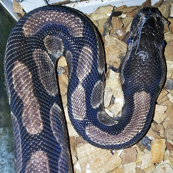 blog_2013_10_03_python