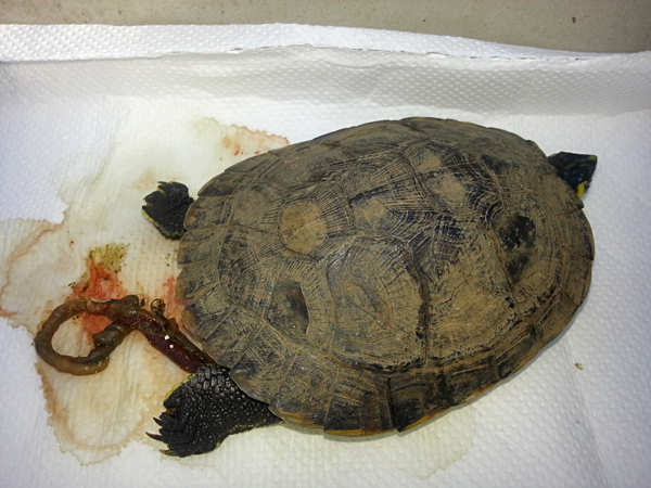 blog_2013_11_10_Tortuga