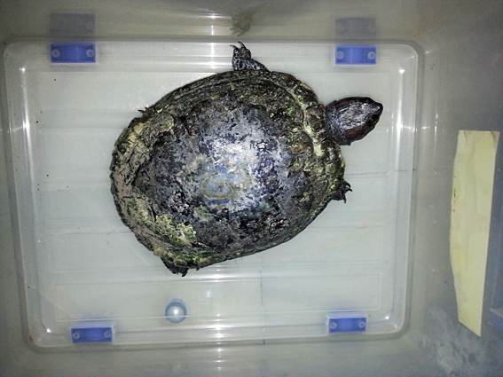 blog_2013_08_26_trachemys