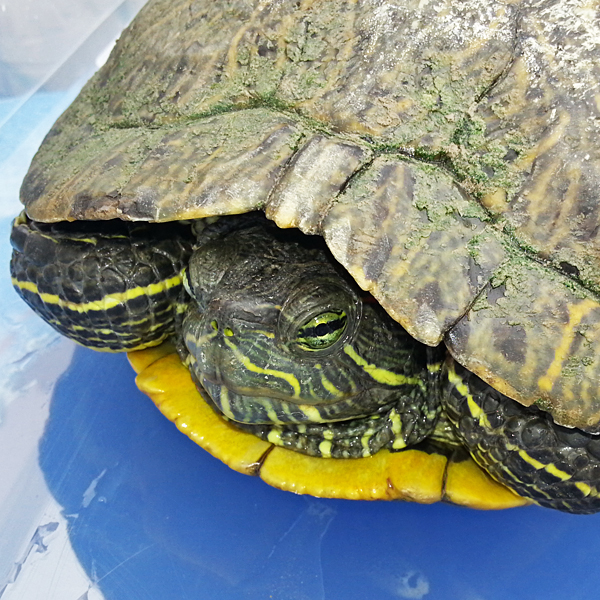 blog_2013_07_12_trachemys